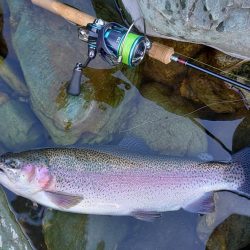 なんとか６０オーバーをキャッチ